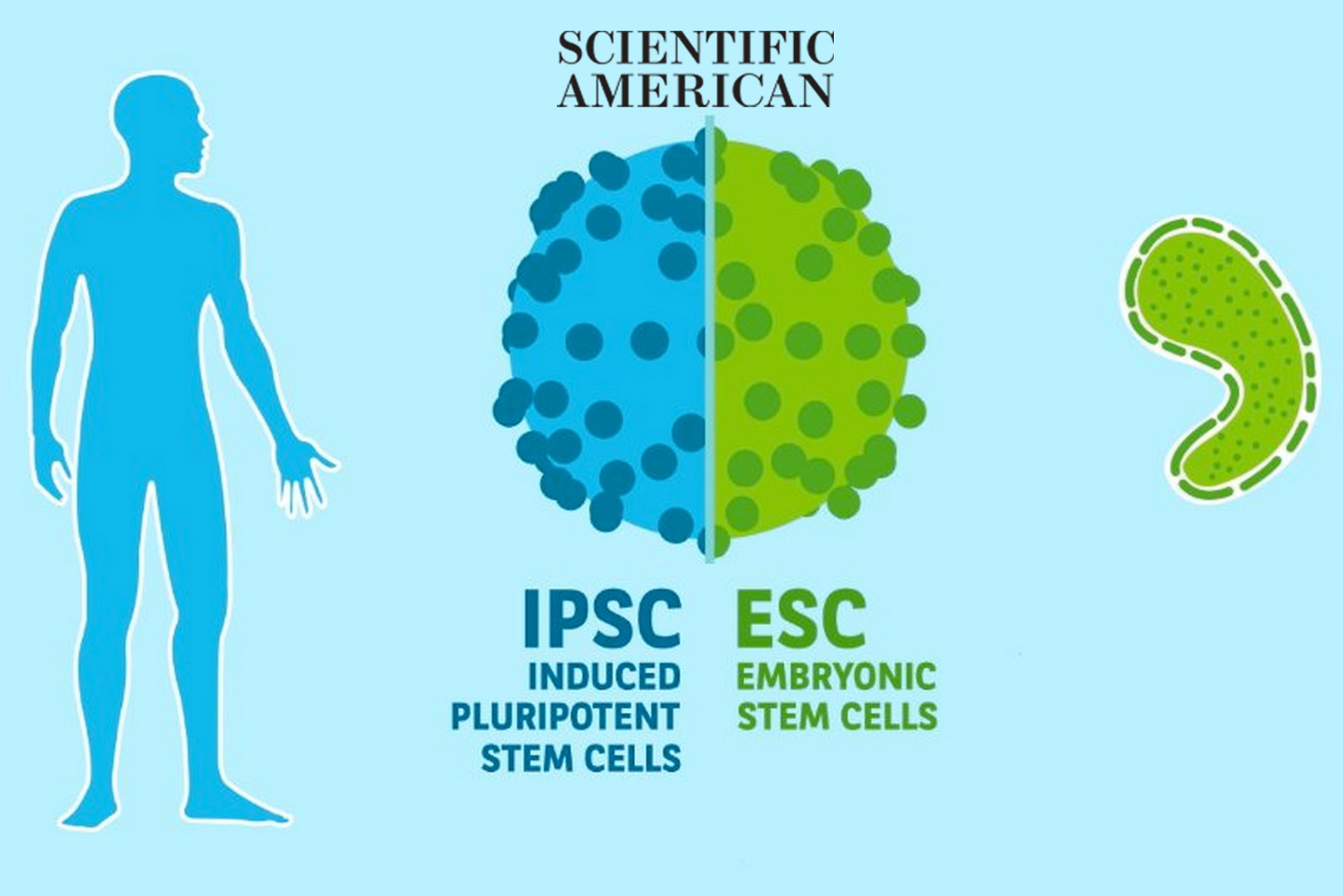 Scientists Repair Damaged Brain Tissue